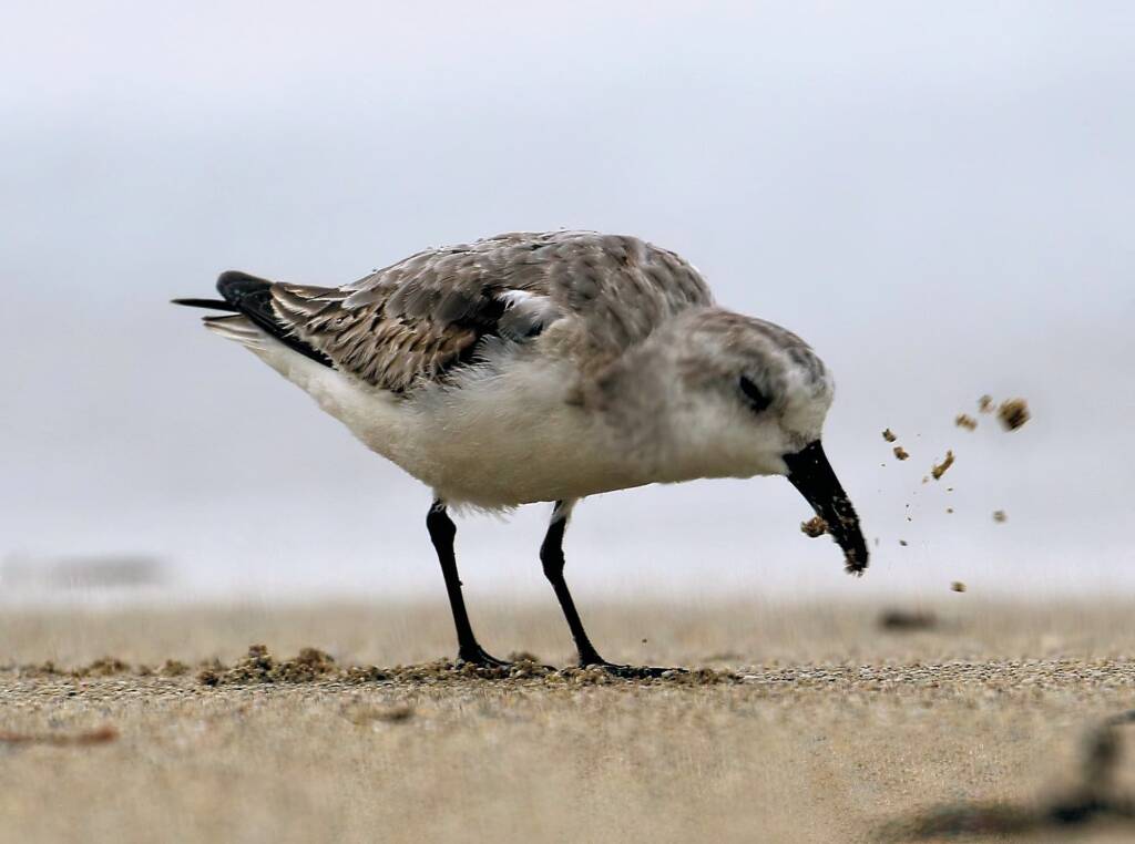 Sanderling (Calidris alba), Great Ocean Road VIC © Dorothy Latimer