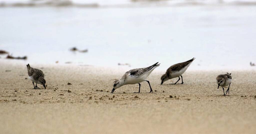 Sanderling (Calidris alba) and Red-necked Stints (Calidris ruficollis), Great Ocean Road VIC © Dorothy Latimer