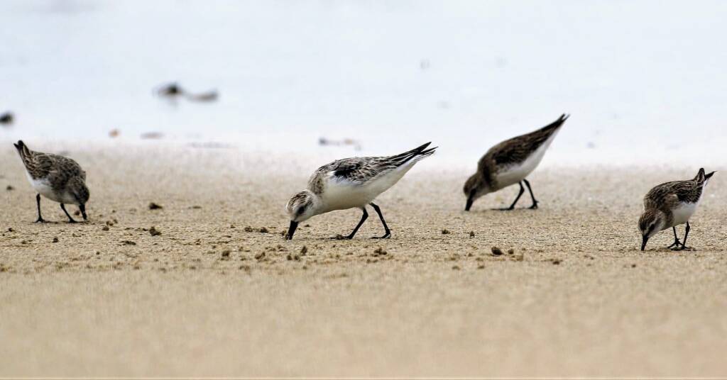 Sanderling (Calidris alba) and Red-necked Stints (Calidris ruficollis), Great Ocean Road VIC © Dorothy Latimer