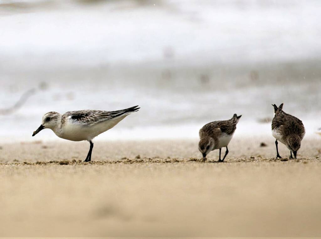 Sanderling (Calidris alba) and Red-necked Stints (Calidris ruficollis), Great Ocean Road VIC © Dorothy Latimer