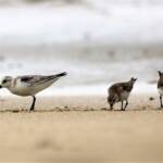 Sanderling (Calidris alba) and Red-necked Stints (Calidris ruficollis), Great Ocean Road VIC © Dorothy Latimer