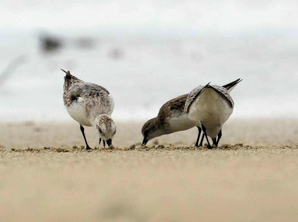 Sanderling (Calidris alba) and Red-necked Stints (Calidris ruficollis), Great Ocean Road VIC © Dorothy Latimer