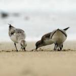 Sanderling (Calidris alba) and Red-necked Stints (Calidris ruficollis), Great Ocean Road VIC © Dorothy Latimer