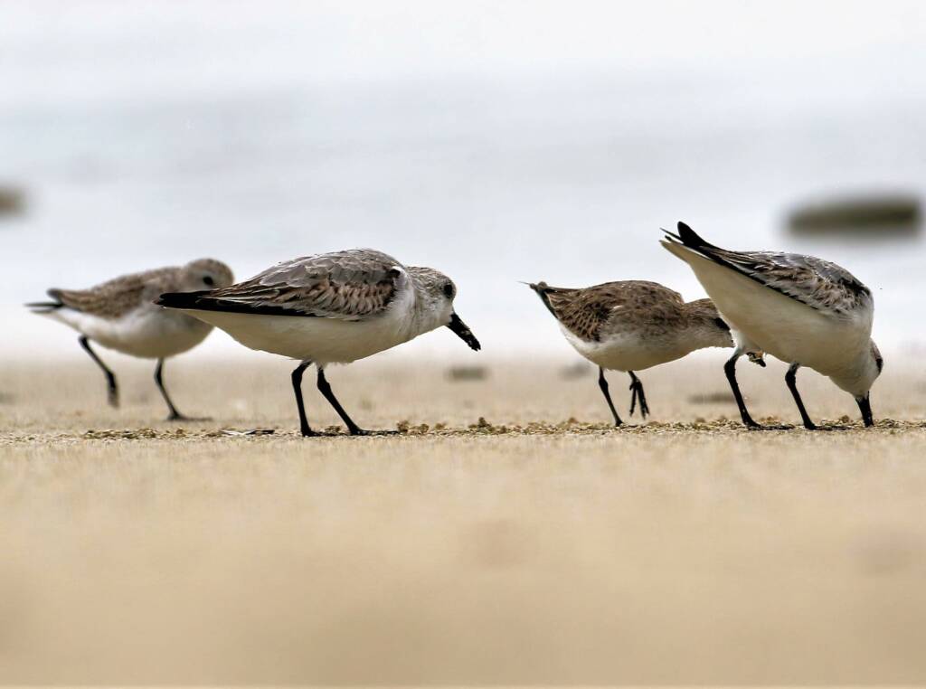 Sanderling (Calidris alba) and Red-necked Stints (Calidris ruficollis), Great Ocean Road VIC © Dorothy Latimer