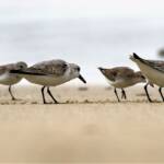 Sanderling (Calidris alba) and Red-necked Stints (Calidris ruficollis), Great Ocean Road VIC © Dorothy Latimer