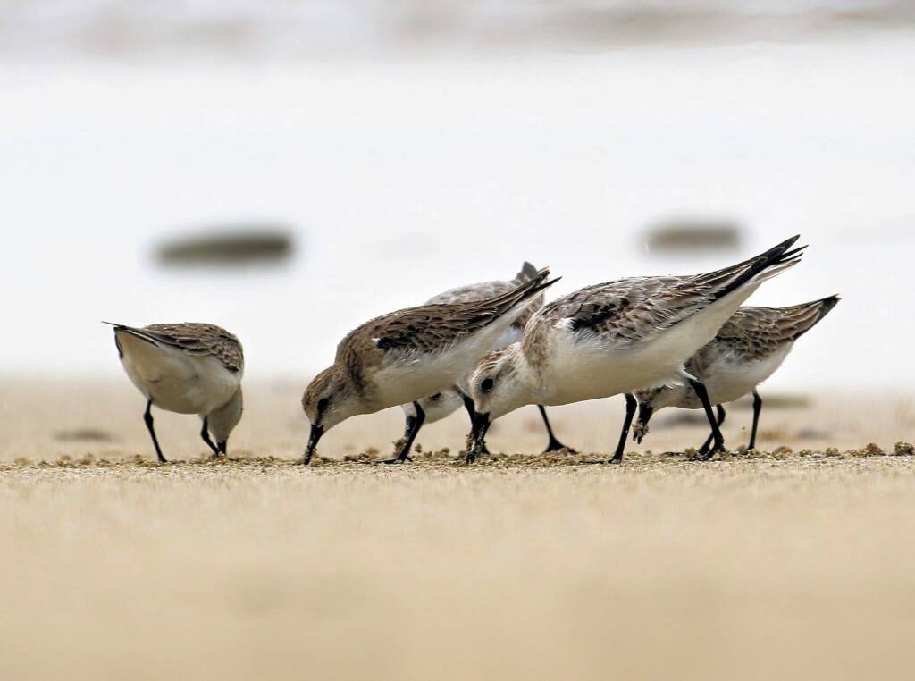 Sanderling (Calidris alba) and Red-necked Stints (Calidris ruficollis), Great Ocean Road VIC © Dorothy Latimer