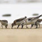 Sanderling (Calidris alba) and Red-necked Stints (Calidris ruficollis), Great Ocean Road VIC © Dorothy Latimer
