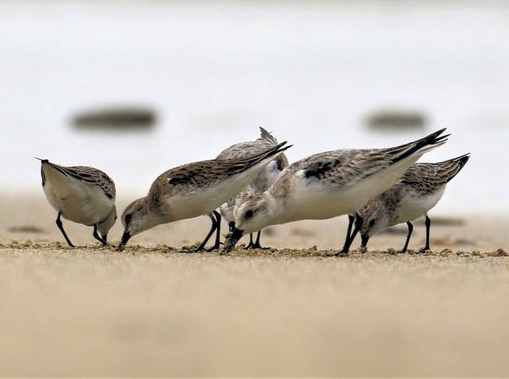 Sanderling (Calidris alba) and Red-necked Stints (Calidris ruficollis), Great Ocean Road VIC © Dorothy Latimer
