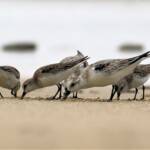 Sanderling (Calidris alba) and Red-necked Stints (Calidris ruficollis), Great Ocean Road VIC © Dorothy Latimer