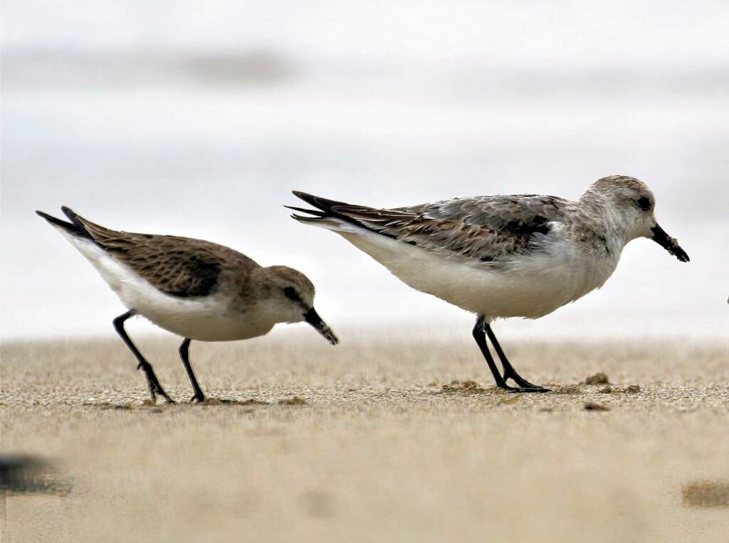 Sanderling (Calidris alba) and Red-necked Stint (Calidris ruficollis), Great Ocean Road VIC © Dorothy Latimer