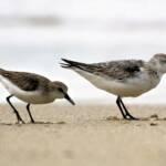 Sanderling (Calidris alba) and Red-necked Stint (Calidris ruficollis), Great Ocean Road VIC © Dorothy Latimer