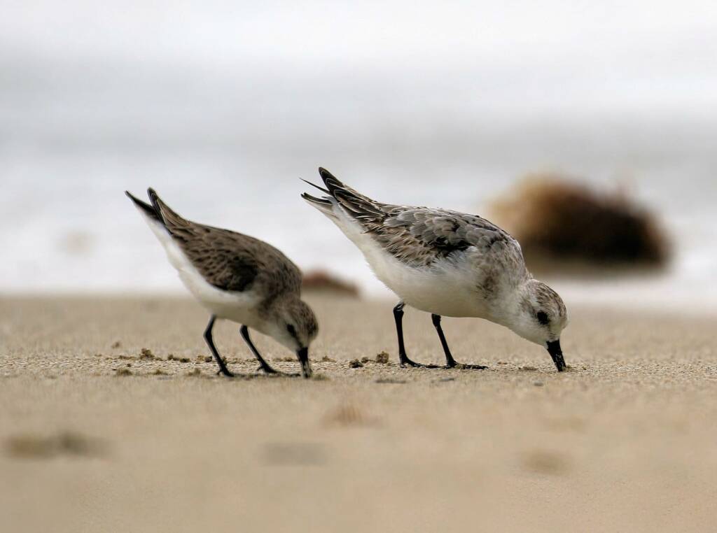 Sanderling (Calidris alba) and Red-necked Stint (Calidris ruficollis), Great Ocean Road VIC © Dorothy Latimer