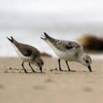 Sanderling (Calidris alba) and Red-necked Stint (Calidris ruficollis), Great Ocean Road VIC © Dorothy Latimer