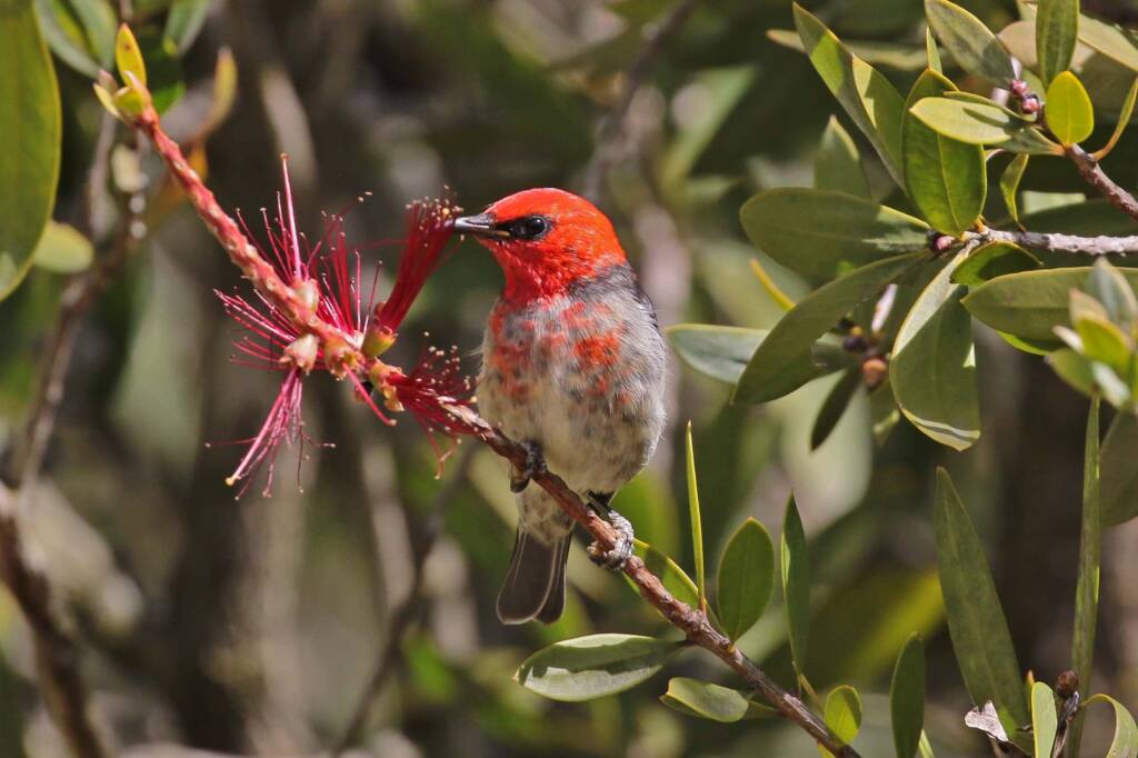 Scarlet Honeyeater (Myzomela sanguinolenta), Southern Downs QLD © Marc Newman