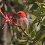 Scarlet Honeyeater (Myzomela sanguinolenta), Southern Downs QLD © Marc Newman