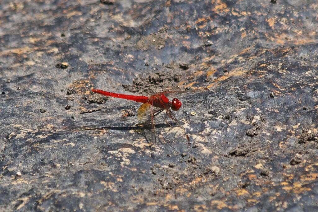 Scarlet Percher (Diplacodes haematodes), Girraween NP QLD © Marc Newman
