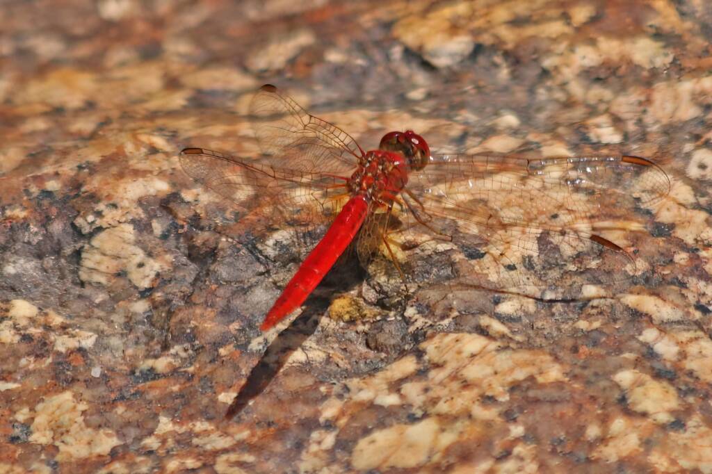 Scarlet Percher (Diplacodes haematodes), Girraween NP QLD © Marc Newman
