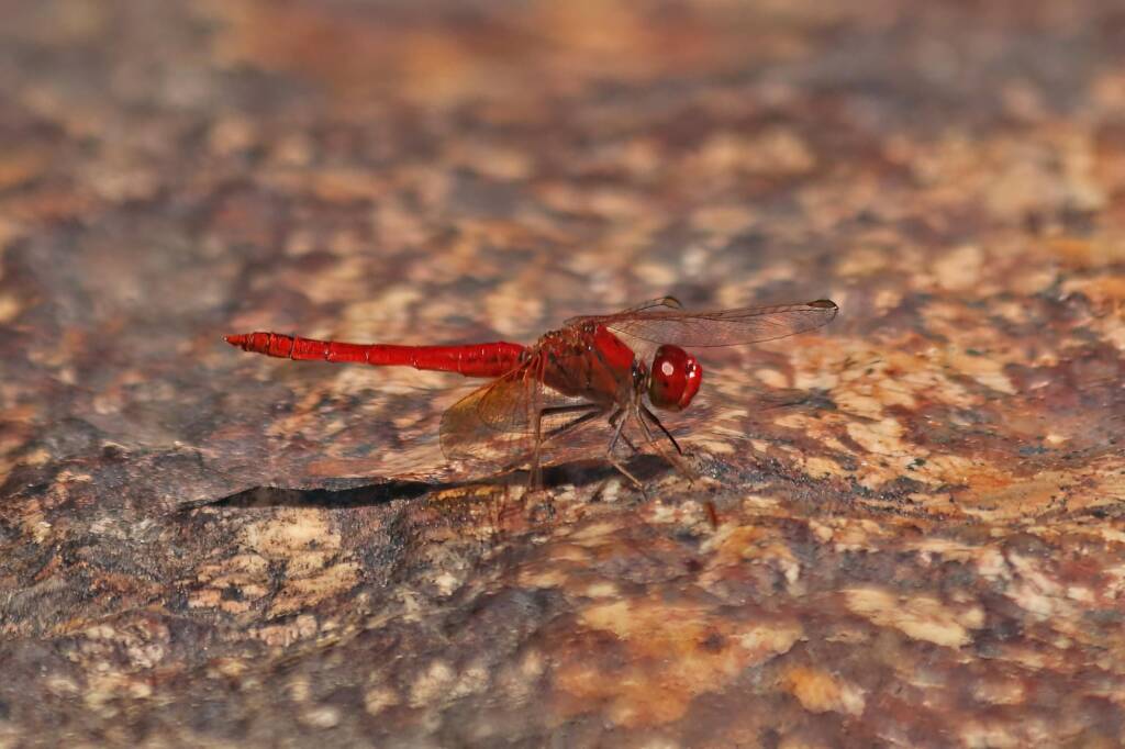 Scarlet Percher (Diplacodes haematodes), Girraween NP QLD © Marc Newman