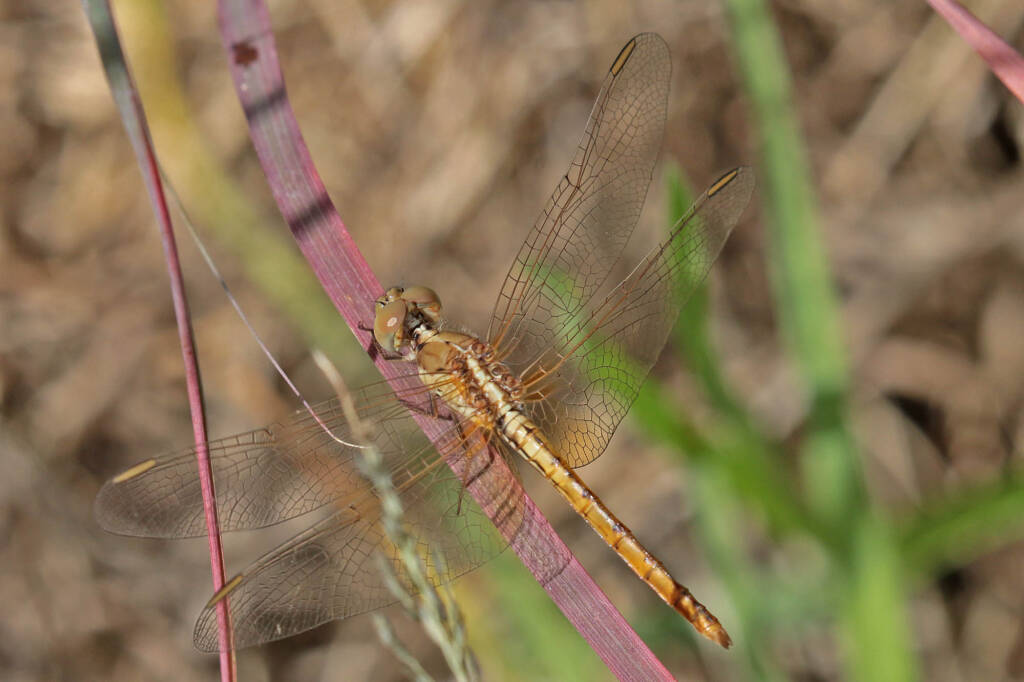 Scarlet Percher (Diplacodes haematodes), Ballandean QLD © Marc Newman