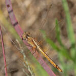 Scarlet Percher (Diplacodes haematodes), Ballandean QLD © Marc Newman