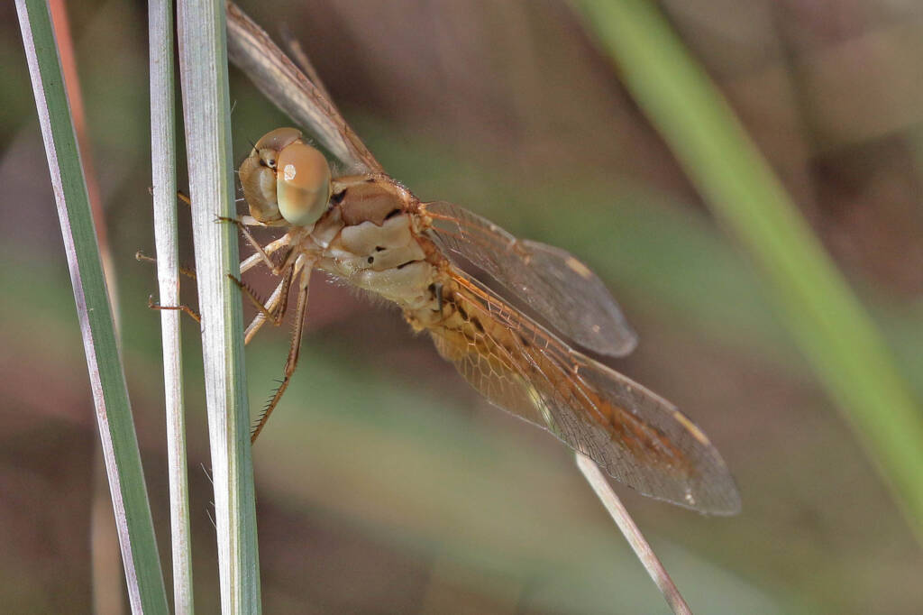 Scarlet Percher (Diplacodes haematodes), Ballandean QLD © Marc Newman