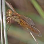 Scarlet Percher (Diplacodes haematodes), Ballandean QLD © Marc Newman