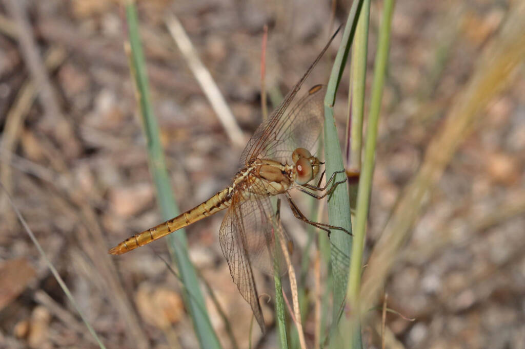 Scarlet Percher (Diplacodes haematodes), Ballandean QLD © Marc Newman