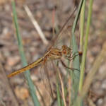 Scarlet Percher (Diplacodes haematodes), Ballandean QLD © Marc Newman