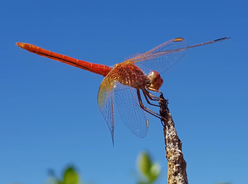 Male Scarlet Percher (Diplacodes haematodes), Alice Springs, NT