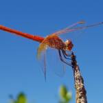 Male Scarlet Percher (Diplacodes haematodes), Alice Springs, NT