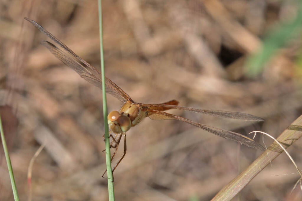 Scarlet Percher (Diplacodes haematodes), Ballandean QLD © Marc Newman