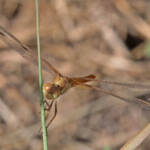 Scarlet Percher (Diplacodes haematodes), Ballandean QLD © Marc Newman