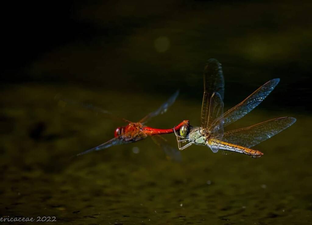 Scarlet Perchers (Diplacodes haematodes) © Ericaceae Photography