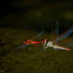 Scarlet Perchers (Diplacodes haematodes) © Ericaceae Photography