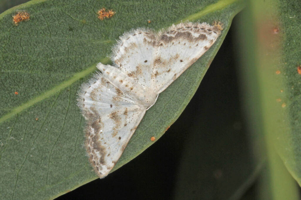 Scopula innocens on Eucalypt leaf © Marc Newman