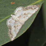 Scopula innocens on Eucalypt leaf © Marc Newman