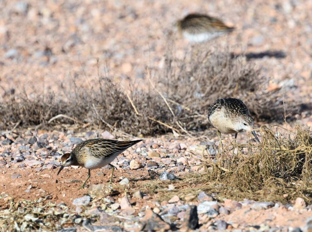 Ruff (Calidris pugnax) and Sharp-tailed Sandpiper (Calidris acuminata), Alice Springs NT © Dorothy Latimer