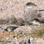 Ruff (Calidris pugnax) and Sharp-tailed Sandpiper (Calidris acuminata), Alice Springs NT © Dorothy Latimer