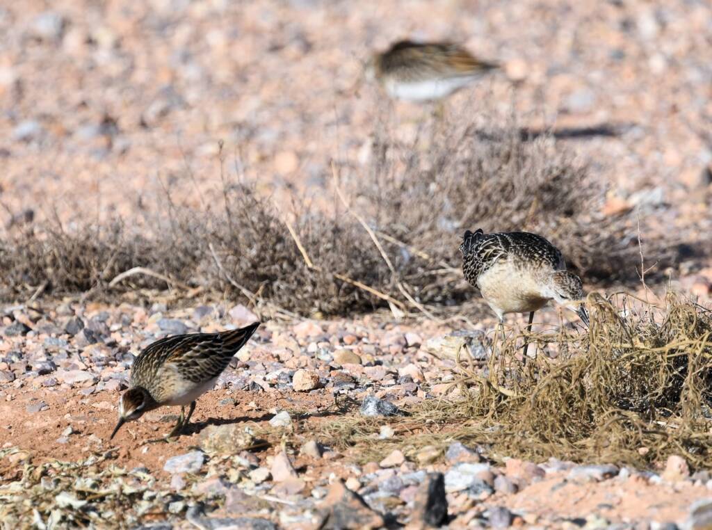 Ruff (Calidris pugnax) and Sharp-tailed Sandpiper (Calidris acuminata), Alice Springs NT © Dorothy Latimer