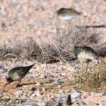 Ruff (Calidris pugnax) and Sharp-tailed Sandpiper (Calidris acuminata), Alice Springs NT © Dorothy Latimer