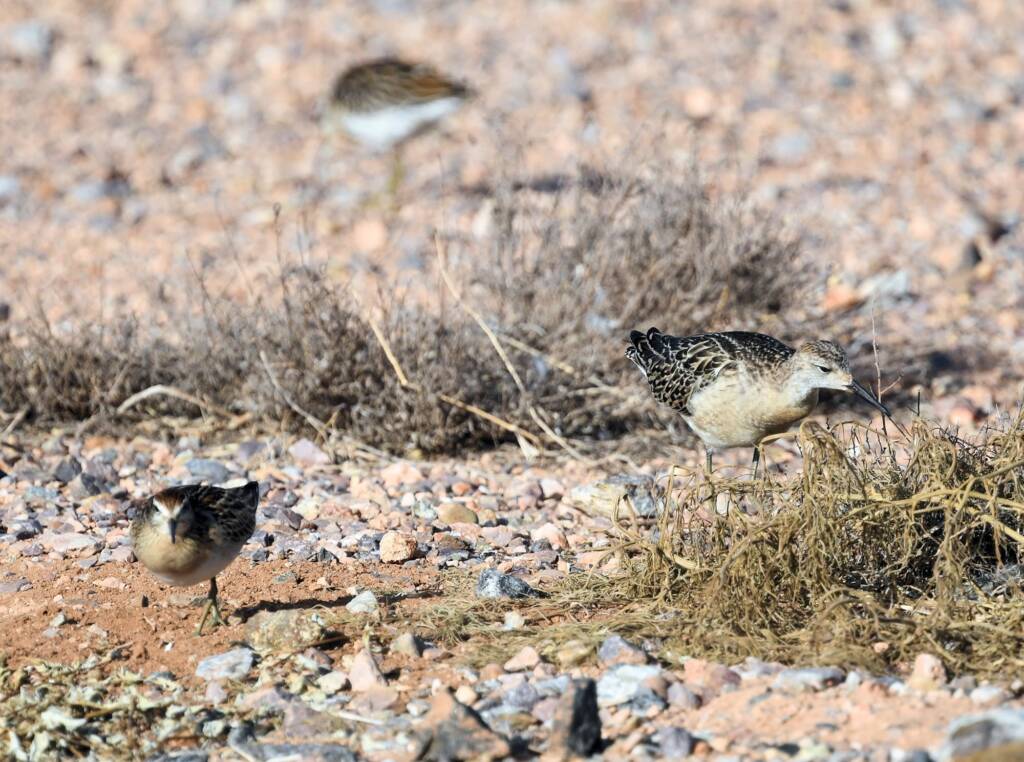 Ruff (Calidris pugnax) and Sharp-tailed Sandpiper (Calidris acuminata), Alice Springs NT © Dorothy Latimer
