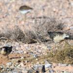 Ruff (Calidris pugnax) and Sharp-tailed Sandpiper (Calidris acuminata), Alice Springs NT © Dorothy Latimer