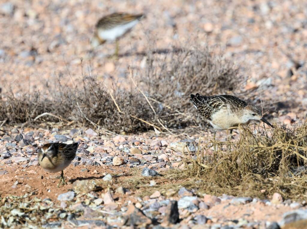 Ruff (Calidris pugnax) and Sharp-tailed Sandpiper (Calidris acuminata), Alice Springs NT © Dorothy Latimer