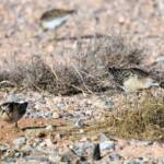 Ruff (Calidris pugnax) and Sharp-tailed Sandpiper (Calidris acuminata), Alice Springs NT © Dorothy Latimer