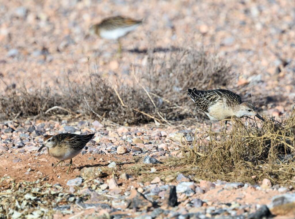 Ruff (Calidris pugnax) and Sharp-tailed Sandpiper (Calidris acuminata), Alice Springs NT © Dorothy Latimer