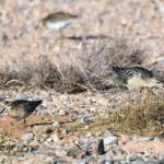 Ruff (Calidris pugnax) and Sharp-tailed Sandpiper (Calidris acuminata), Alice Springs NT © Dorothy Latimer