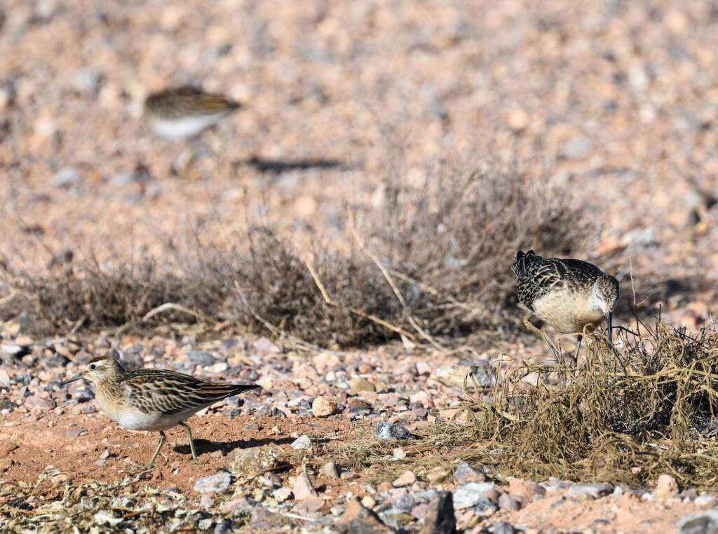 Ruff (Calidris pugnax) and Sharp-tailed Sandpiper (Calidris acuminata), Alice Springs NT © Dorothy Latimer