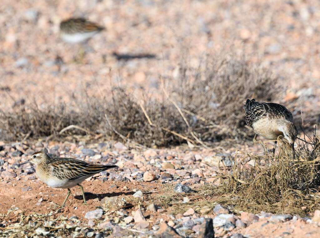 Ruff (Calidris pugnax) and Sharp-tailed Sandpiper (Calidris acuminata), Alice Springs NT © Dorothy Latimer