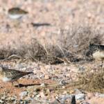 Ruff (Calidris pugnax) and Sharp-tailed Sandpiper (Calidris acuminata), Alice Springs NT © Dorothy Latimer