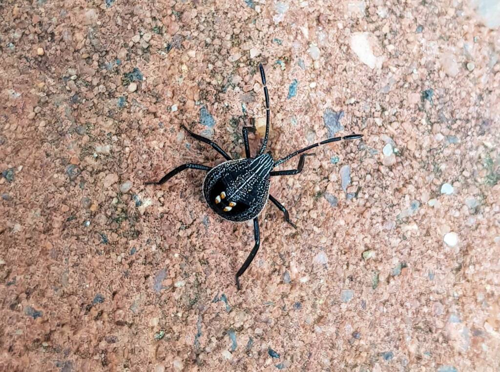Shield Bug nymph (genus Poecilometis), Alice Springs NT